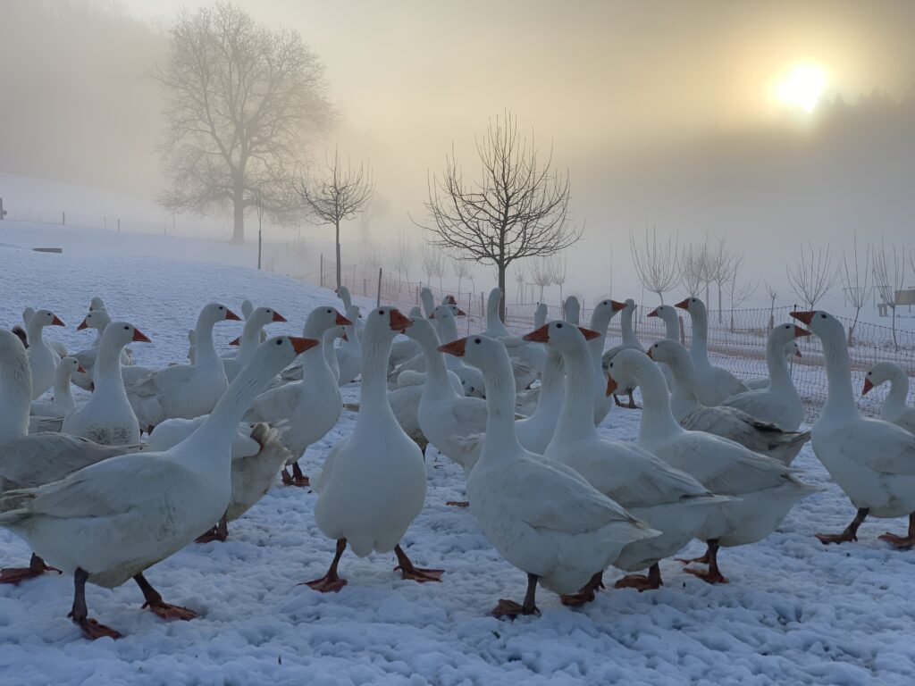 Gänse auf Winterweide