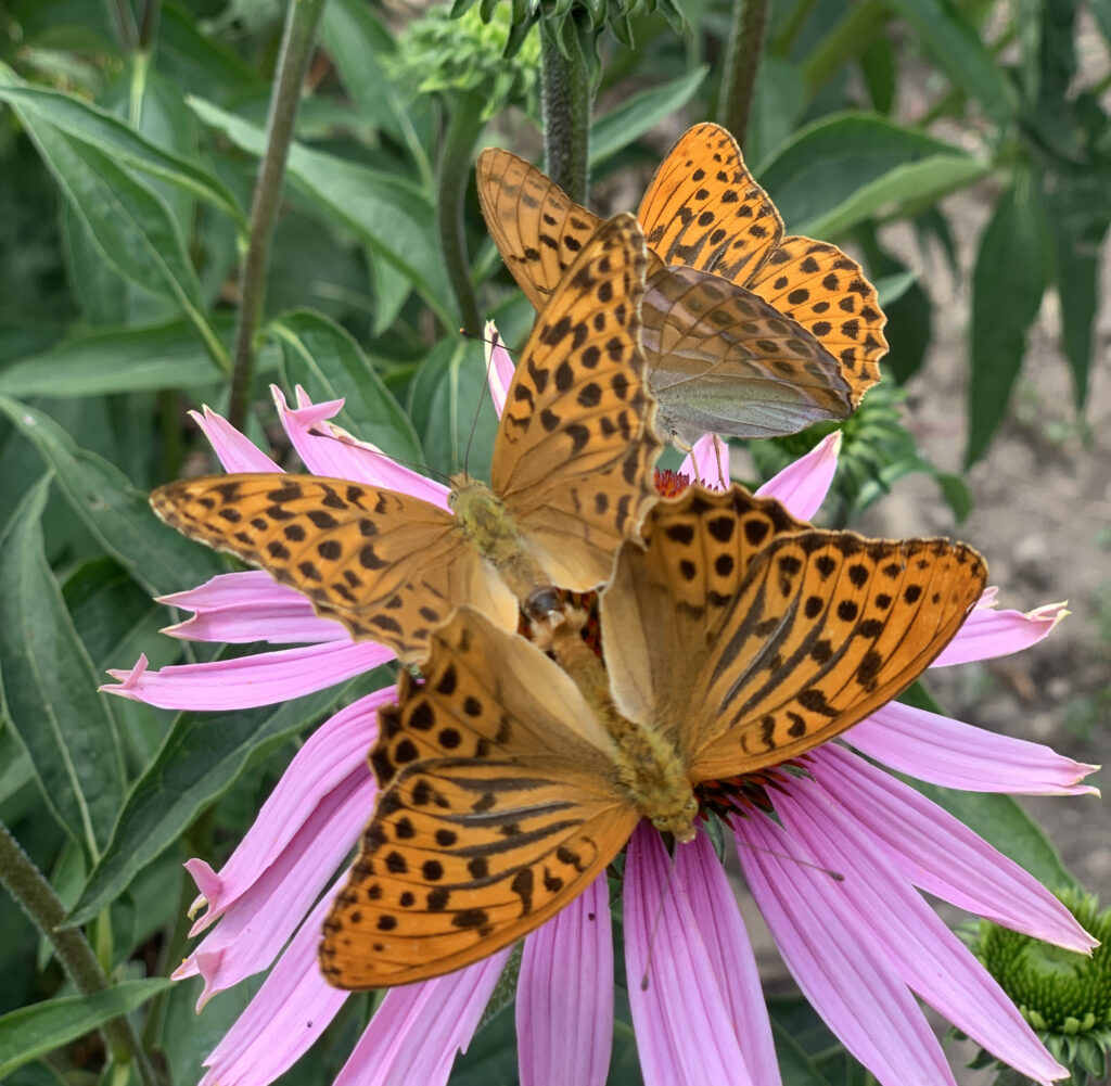 Schmetterlinge auf Blumen