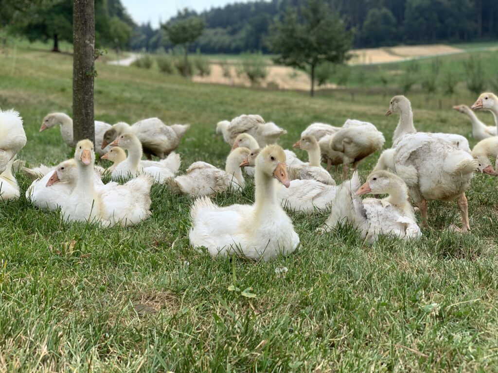 Gänse in Anmarsch 2