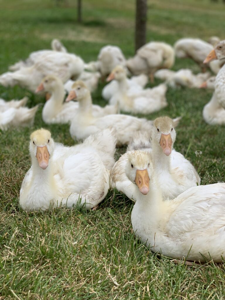 Gänse in Anmarsch 1