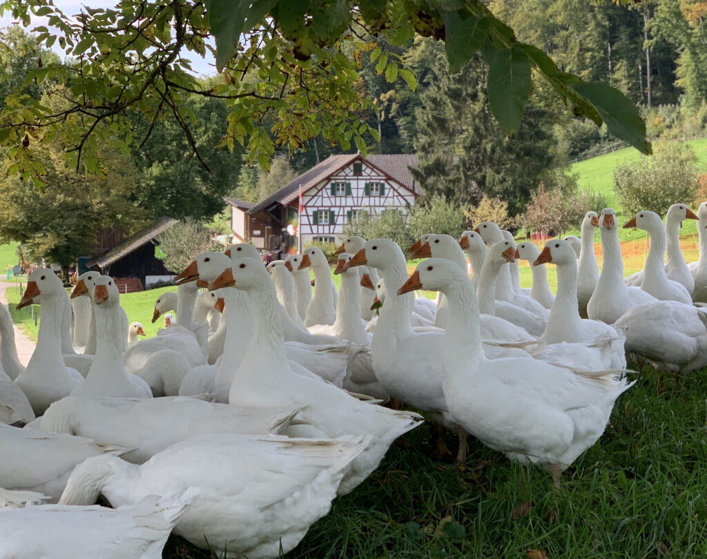 Weidegänse im Sommer 2022